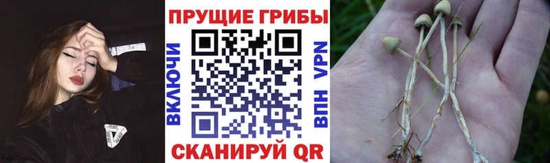Галлюциногенные грибы GOLDEN TEACHER  Анжеро-Судженск 